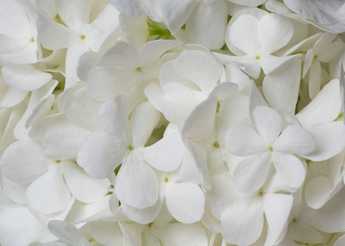Background of white flowers, macro shooting