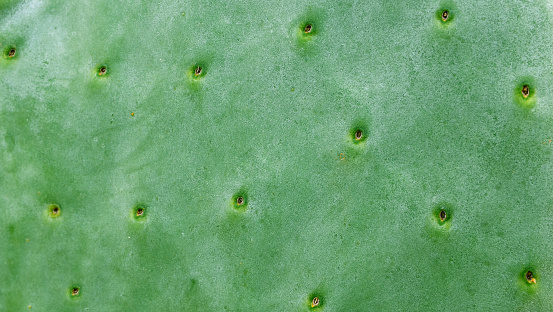 Opuntia Ficus Indica, the prickly pear. Ripe orange and yellow fruits of cactus and green thick leaves with needles