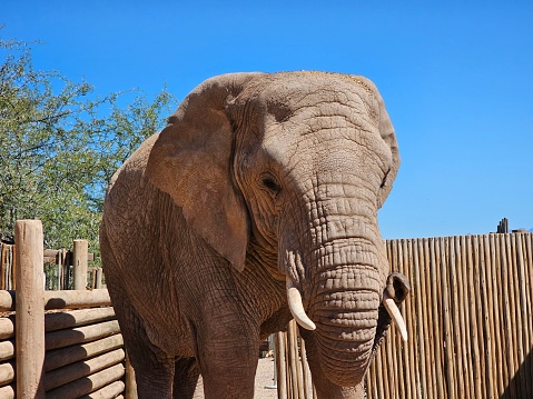 Shot of elephant eye with part of the animal head