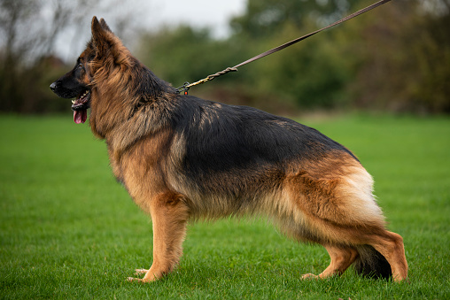 A German shepherd dog with its tongue out on a leash stands in the grass