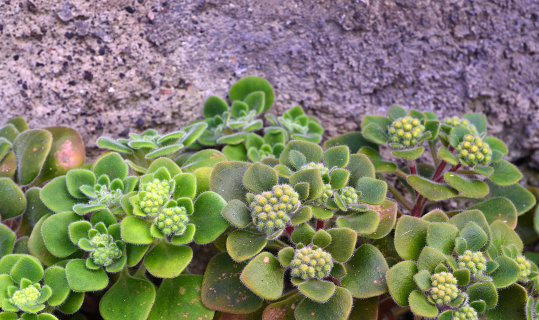 Close up of the detail of a small aeonium plant in a plastic flower pot.
