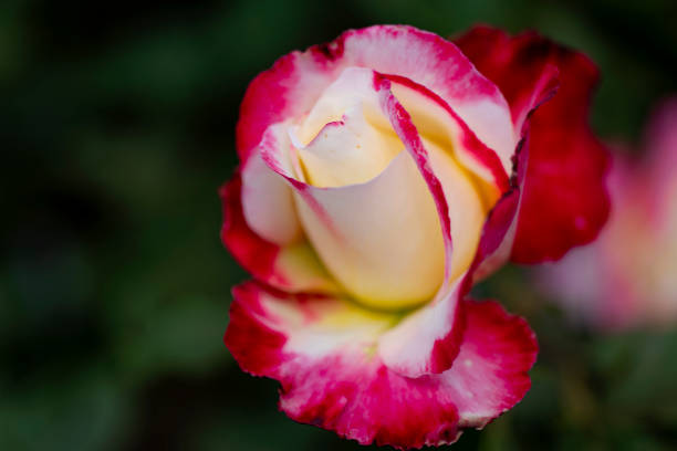Close-up white rose petals in the garden