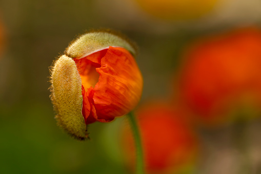 Poppy flower close-up on a blurred background of other poppies