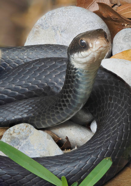 istock A Close-up Focus Stacked Image of a Black Racer Snake Sunning Itself 2078326764