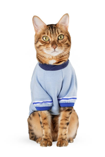 istock Red cat in a T-shirt on a white background. 2078329066