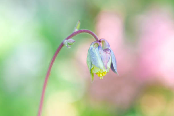 Pastel color bell flower on bokeh background