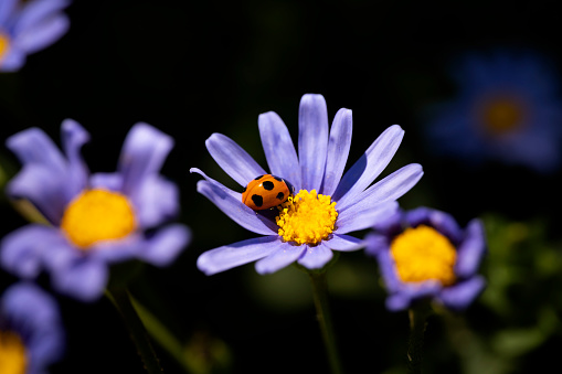 Purple daisy with ladybird on flower