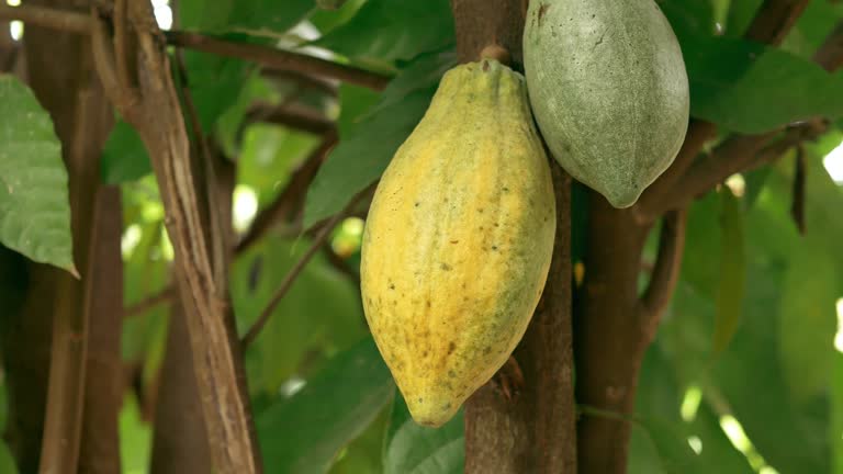 Yellow Cacao pods grow on trees. Ripe cacao fruits, There are many ripe cacao fruits all over the tree. plant cocoa fruit plantation,4k video