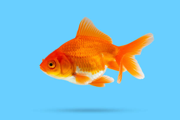 istock Oranda goldfish isolated on blue background 2078330198