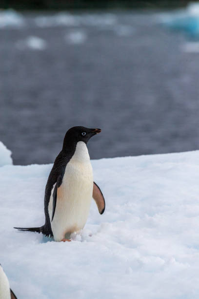 istock Adelie Penguin standing on an iceberg 2078330218