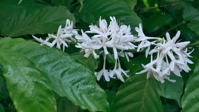 White coffee flowers blooming on coffee plants season and green coffee leaves. close-up,4k video