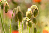 Poppy flowers in the garden, closeup of green seed pods
