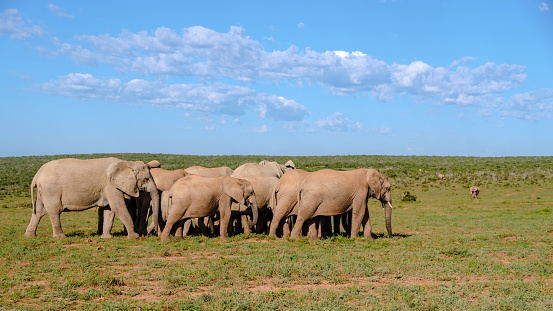 Addo Elephant Park South Africa, Family of Elephants in Addo elephant park, a large group of African Elephants walking in the green grass with a blue sky