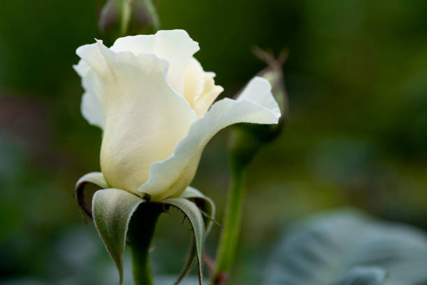 Beautiful white rose is blooming in a garden setting, with a blurred green background