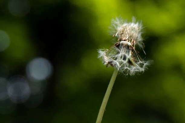 istock Dandelion on green bokeh background 2078334857