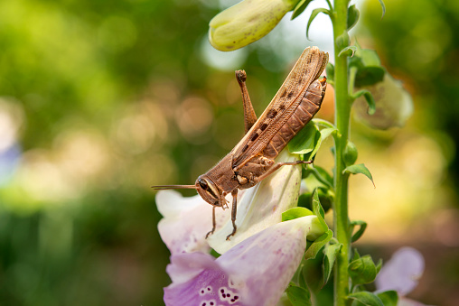 Grasshopper on a branch with flowers