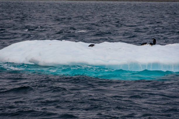istock Antarctic landscape near King George island 2078337767