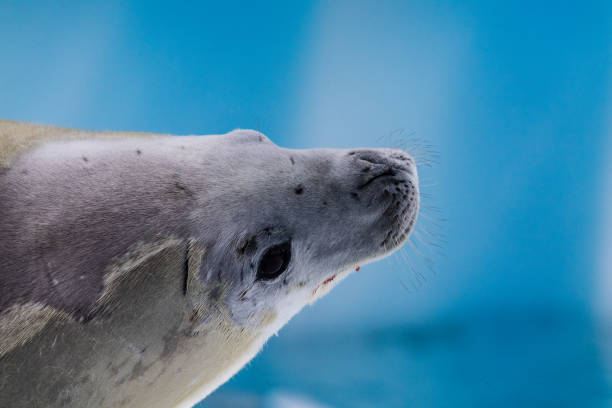 Close-up of a crabeater seal -Lobodon carcinophaga- resting on a small iceberg near the fish islands on the Antarctic peninsula