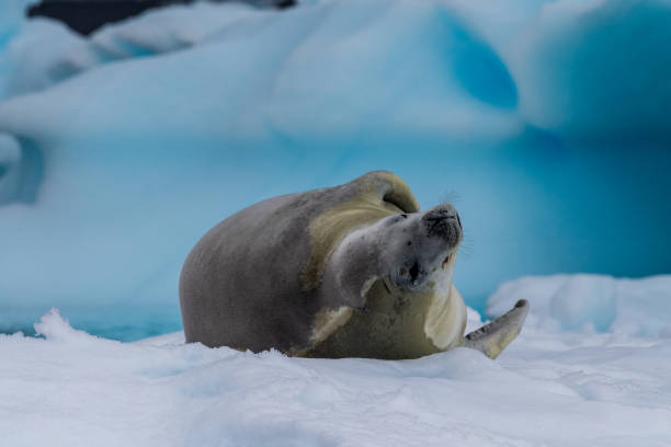 istock Crabeater Seal resting on a sheet of ice 2078338316