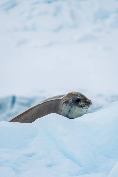 istock Close-up of a Weddell seal 2078338323
