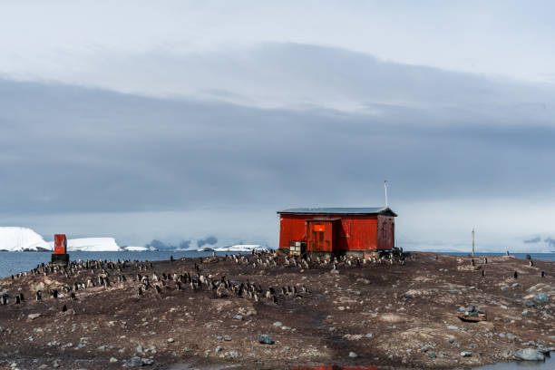 istock Gentoo Penguin Colony at Sierra Cove 2078338331