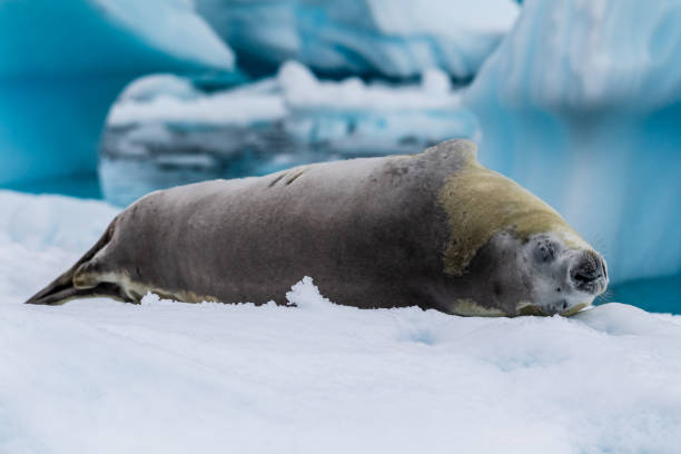 istock Crabeater Seal resting on a sheet of ice 2078338340