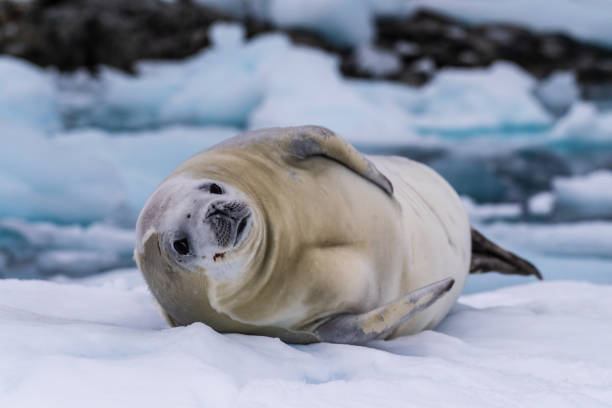 istock Crabeater Seal resting on a sheet of ice 2078338565