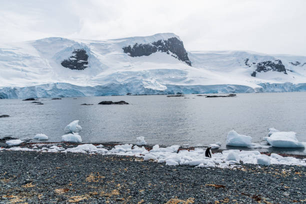 istock Gentoo Penguin Colony at Sierra Cove 2078338895