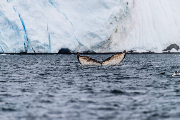 istock Tail of a humpback whale in the Antarctic 2078338910