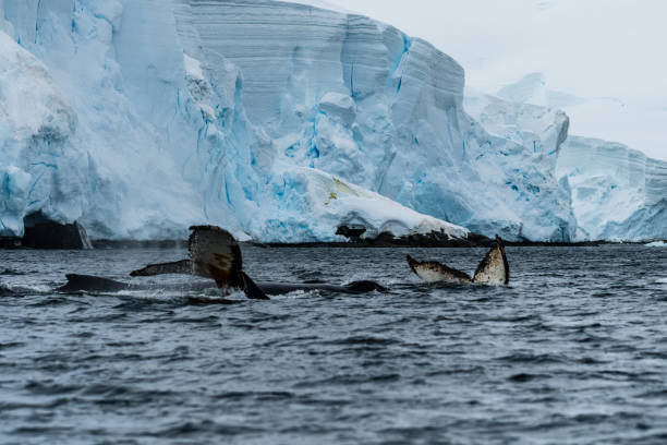 istock Tail of a humpback whale in the Antarctic 2078338916