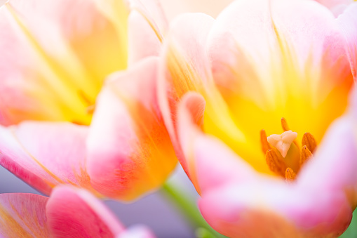 A close-up view of a pink and yellow tulip reveals its delicate texture and vibrant colors. The soft focus background enhances the flower’s beauty, showcasing the gradient effect from pink to yellow. The translucent petals and visible stamen create a captivating natural composition.