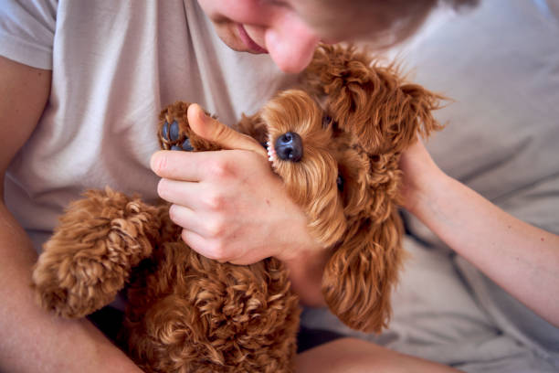 istock 7 month old cockapoo girl gently bites her owner's hand, close-up 2078344165