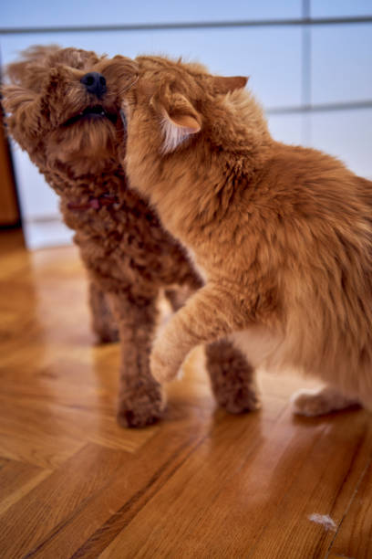 istock a red cat and a cockapoo are fighting against the background of a bed covered with cardboard to protect from pets 2078344687