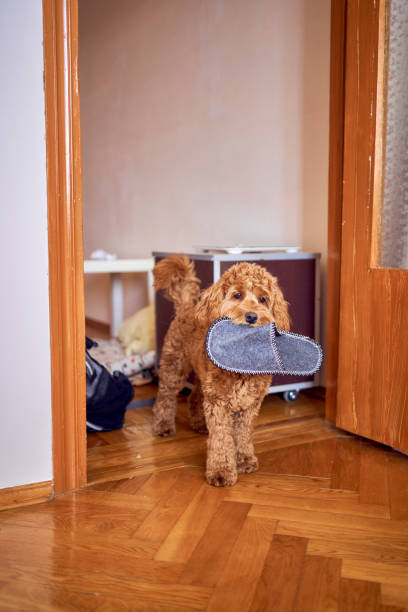 istock the cockapoo stole the slipper and walks around the house with it 2078344707