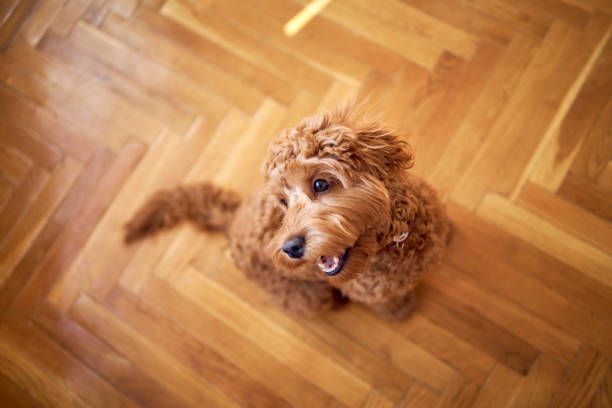 istock inquisitive cockapoo girl looks up at the camera 2078345259