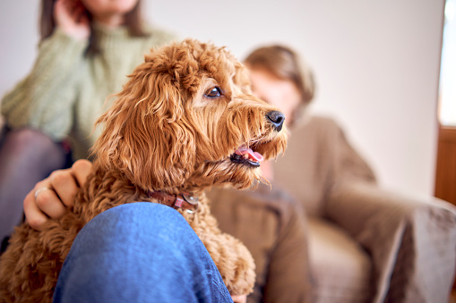 cockapoo breathes with its mouth open in the arms of its parents