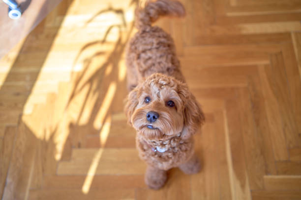 istock inquisitive cockapoo girl looks up at the camera 2078345305