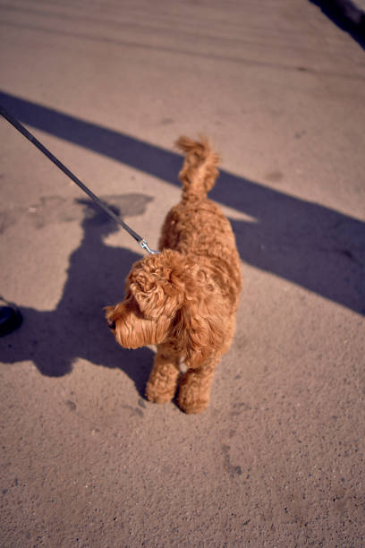 cockapoo on a leash in the harsh light of a spring day