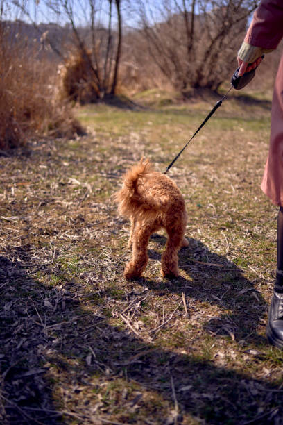 istock A 7-month-old cockapoo girl on a leash walks on a sunny day 2078345916