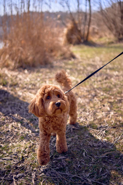 istock A 7-month-old cockapoo girl on a leash walks on a sunny day 2078346455