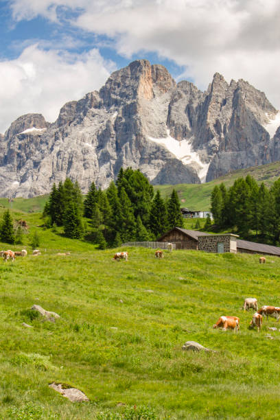 istock view of italian alps with cows 2078351057