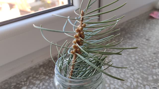 Sprig of pine or fir in a jar of water on the window