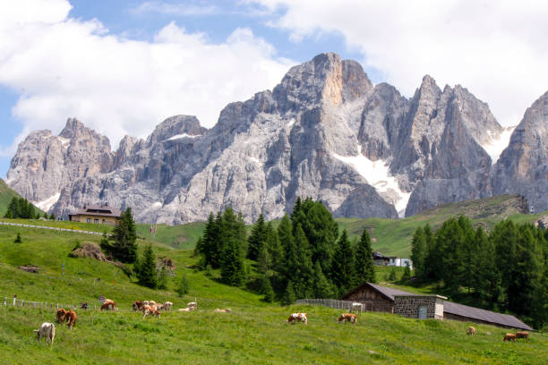 istock view of italian alps with cows 2078351072