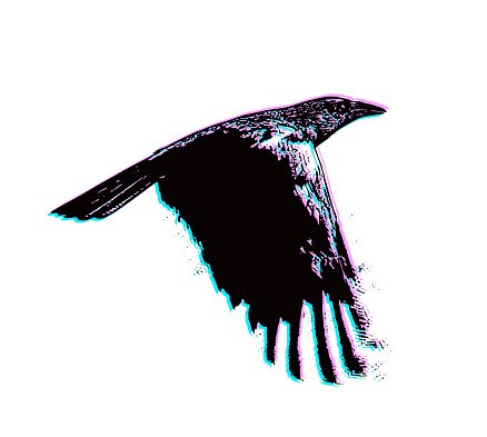 American Crow Flying with Glitch Technique