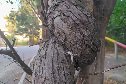 A crooked trunk of a small tree that has grown with pathology due to some unfavorable situations. Damage to the internal mental and external state in the course of life.