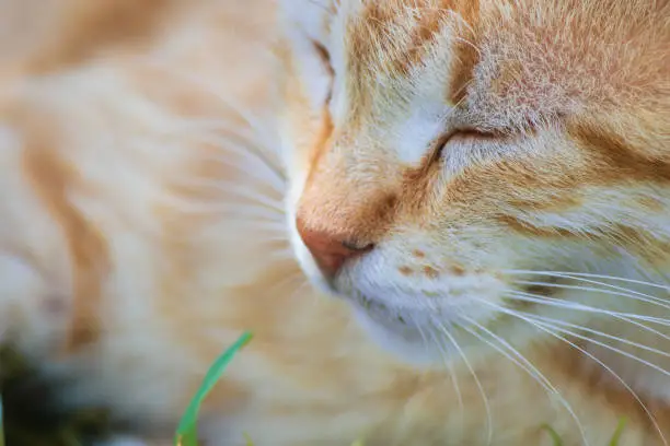 Relaxed peaceful state of a red-tabby cat who enjoys a moment of life while closing his eyes while lying on the lawn in a city park. Understanding the flow of life.
