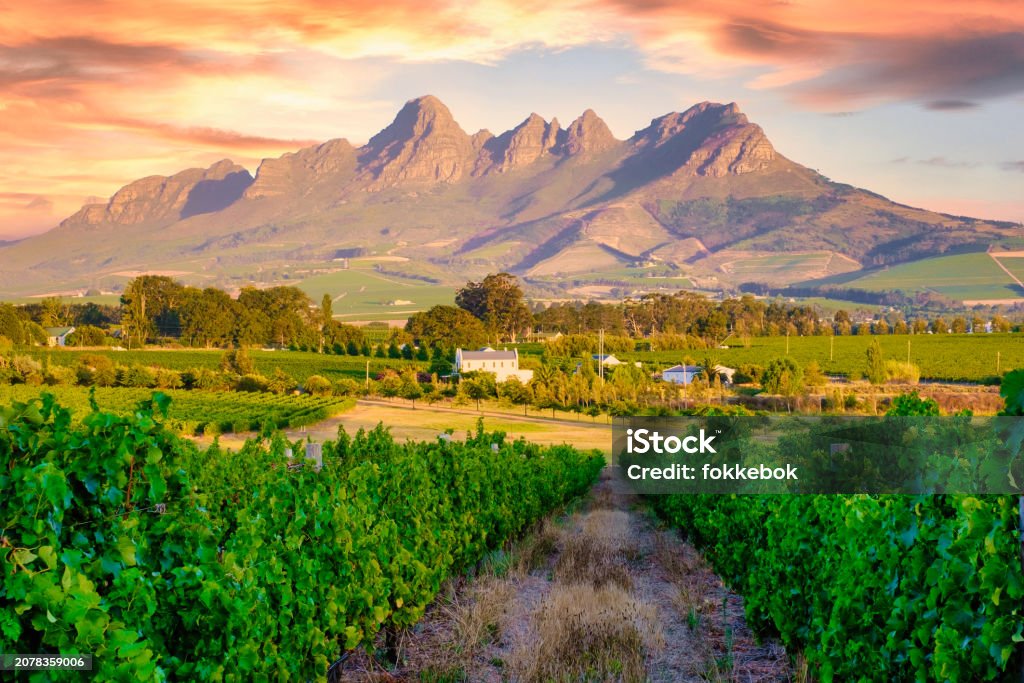 남아프리카 공화국 케이프타운 근처 스텔렌보쉬(Stellenbosch)의 산과 함께 일몰을 감상할 수 있는 포도원 풍경 - 로열티 프리 남아프리카공화국 스톡 사진 남아프리카 공화국 케이프타운 근처 스텔렌보쉬(Stellenbosch)의 산과 함께 일몰을 감상할 수 있는 포도원 풍경 - 로열티 프리 남아프리카공화국 스톡 사진