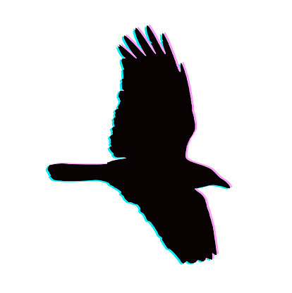 American Crow Flying with Glitch Technique