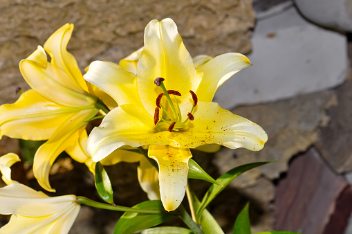 Yellow lily grew in the yard