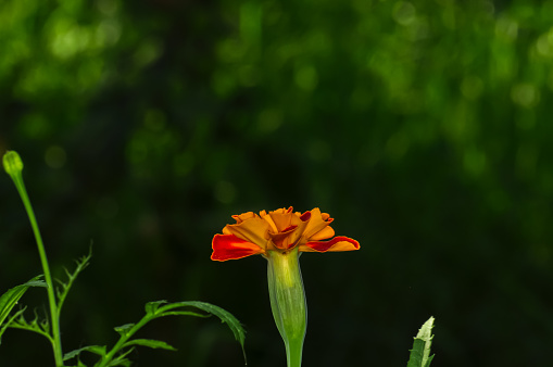 Tagétes erécta, Beautiful flower Marigold parviflora in the garden